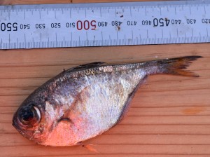 (R07.09.21)釣り教室＆釣り大会(リュウキュウハタンポ)